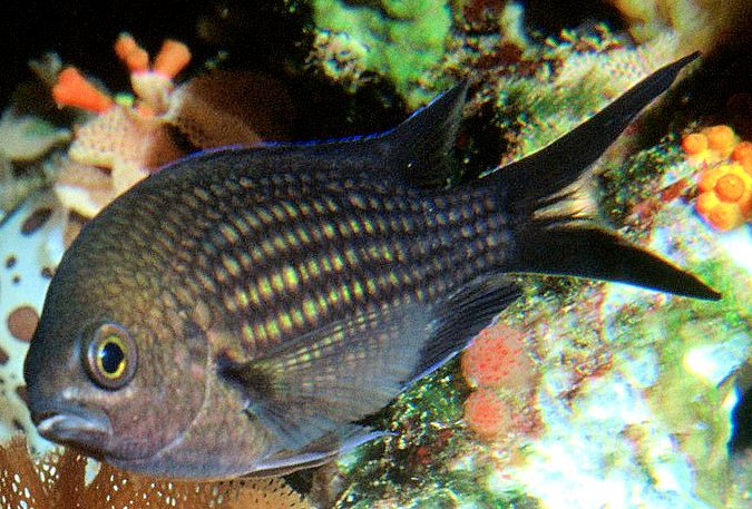 Chromis chromis_004